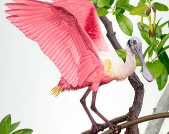 Roseate Spoonbill 12.5 x 15.5 inch print by Matt Patterson