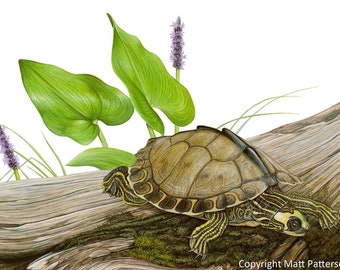 Original Pascagoula Map Turtle Illustration from The Book Of Turtles