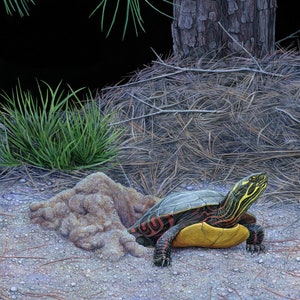 Nesting Painted Turtle 12x18 inch print by Matt Patterson image 1