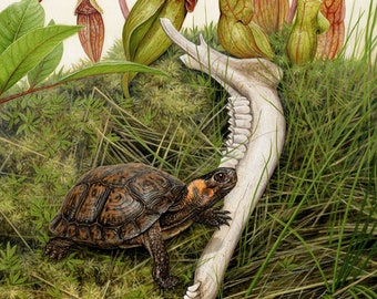 Bog Turtle - 9x12 inch print by Matt Patterson, turtle print, natural history art