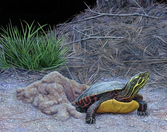 Nesting Painted Turtle - 9x12 inch print by Matt Patterson