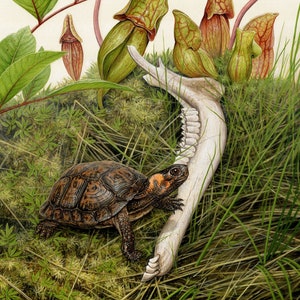 Bog Turtle - 9x12 inch print by Matt Patterson, turtle print, natural history art