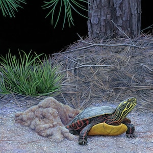 Nesting Painted Turtle - 9x12 inch print by Matt Patterson