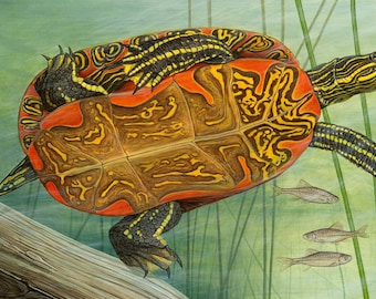 Western Painted Turtle - 18.5x9.5 inch print by Matt Patterson