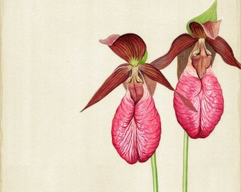Lady Slippers and Wood Frog - 14 x 7.25 inch print by Matt Patterson