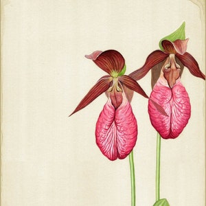 Lady Slippers and Wood Frog 14 x 7.25 inch print by Matt Patterson image 1