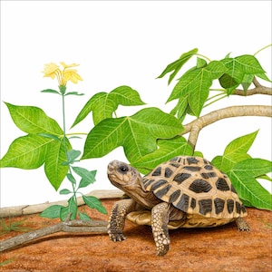 Spider Tortoise 11x11 inch print by Matt Patterson image 1