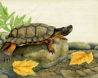 Wood Turtle- 16.25 x 12.5 inch print by Matt Patterson, wood turtle, turtle