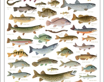 Freshwater Fishes of the Northeast Poster - 13x19 inch print by Matt Patterson - fishing print, cabin decor, fish poster