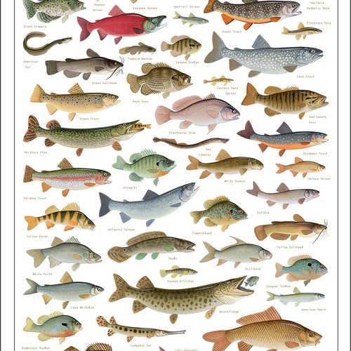 Freshwater Fishes of the Northeast Poster 13x19 Inch Print - Etsy