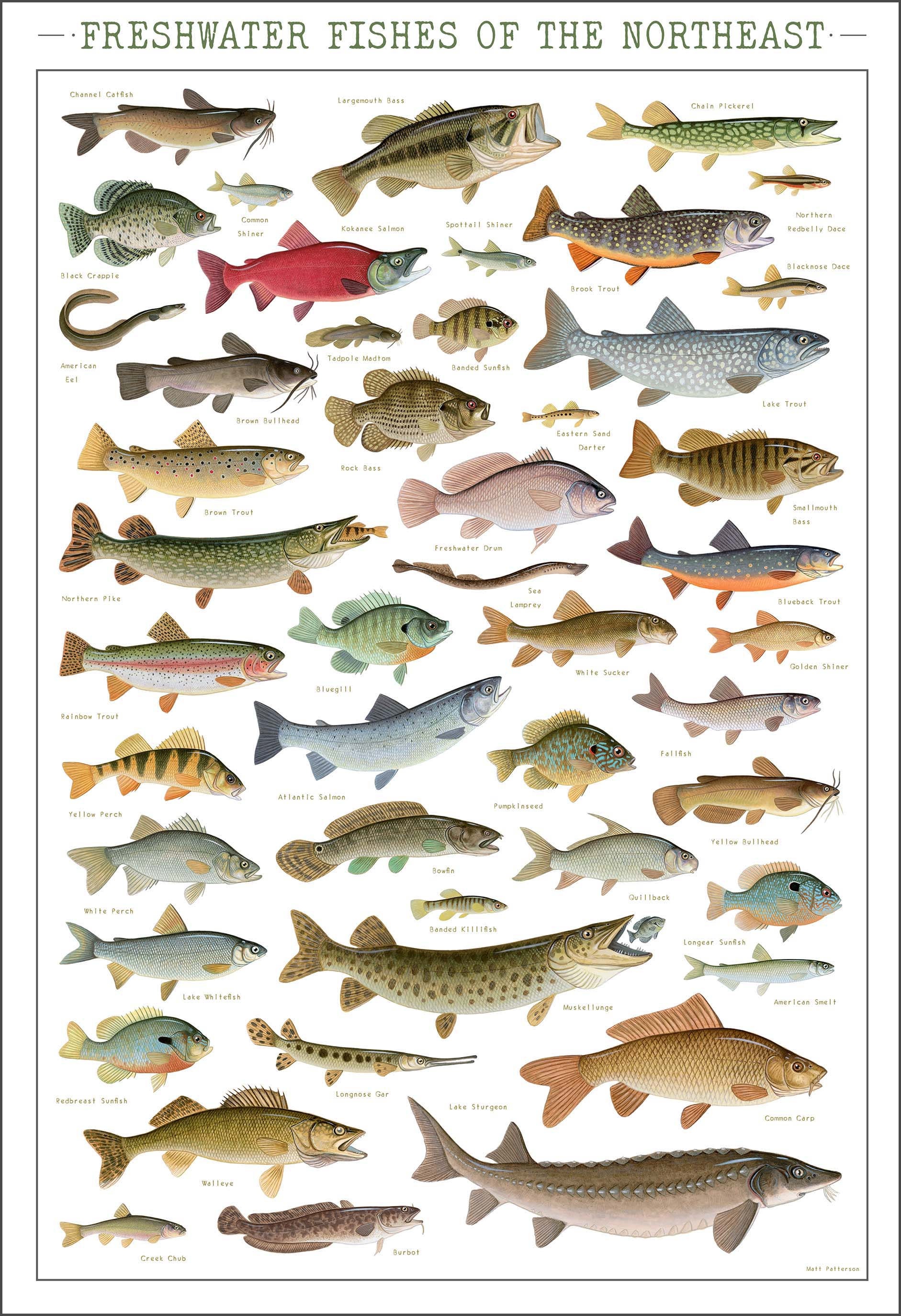 Freshwater Fishes of the Northeast Poster 13x19 Inch Print by Matt  Patterson Fishing Print, Cabin Decor, Fish Poster -  Canada