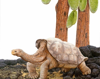 Lonesome George - 11x11 inch print by Matt Patterson