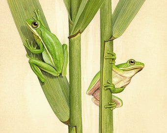 Green Treefrog - 8x10 inch print by Matt Patterson, frog art