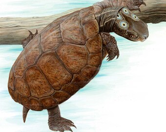 Four-eyed Turtle - 11x11 inch print by Matt Patterson