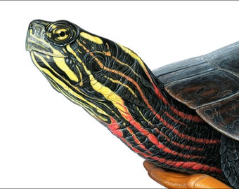 Eastern Painted Turtle - 5x7 inch print by Matt Patterson