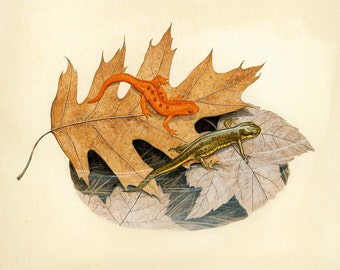 Red Spotted Newt - 8x10 inch print by Matt Patterson, newt print, natural history art