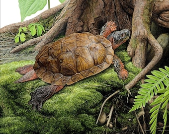 Wood Turtle - 9x12 inch print by Matt Patterson