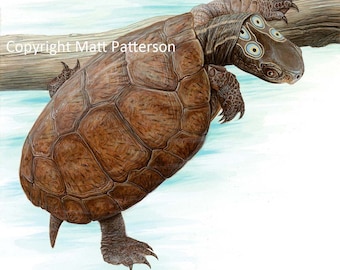 Original Four-eyed Turtle Illustration from The Book Of Turtles