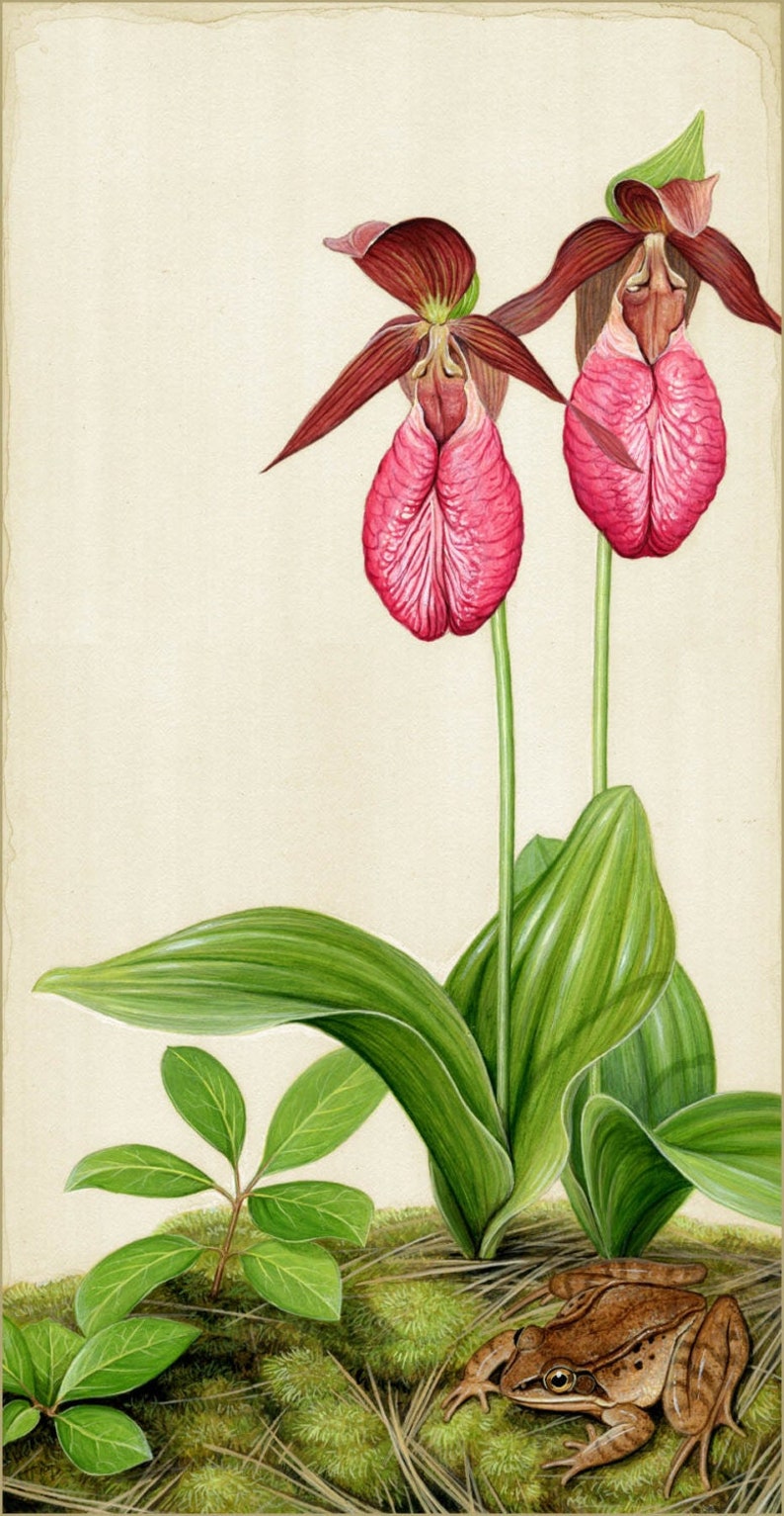 Lady Slippers and Wood Frog 14 x 7.25 inch print by Matt Patterson image 1