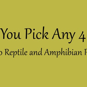 Four 8x10 inch Reptile and Amphibian Prints by Matt Patterson image 1