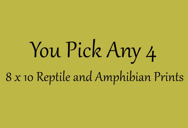 Four 8x10 inch Reptile and Amphibian Prints by Matt Patterson image 1