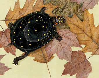 Spotted Turtle - 9x12 inch print by Matt Patterson, turtle print, natural history art