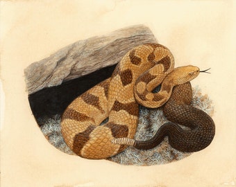 Timber Rattlesnake - 8x10 inch print by Matt Patterson, snake print, rattlesnake