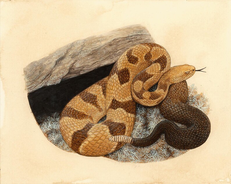 Timber Rattlesnake 8x10 Inch Print by Matt Patterson Snake Etsy