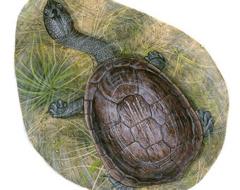 Rote Island Snake Necked Turtle - 11x11 inch print by Matt Patterson