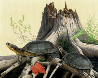 Blanding's Turtles - 15 x 12.5 inch print by Matt Patterson