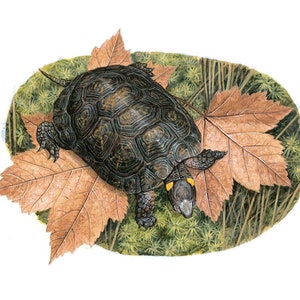 Bog Turtle 8x10 inch print by Matt Patterson image 1