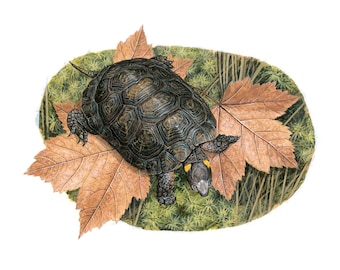 Bog Turtle - 8x10 inch print by Matt Patterson