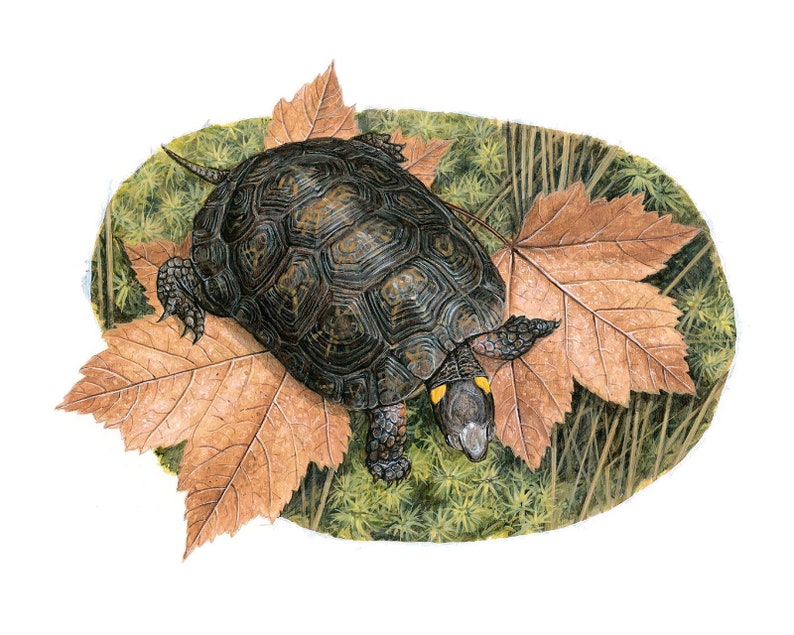 Bog Turtle 8x10 inch print by Matt Patterson image 1