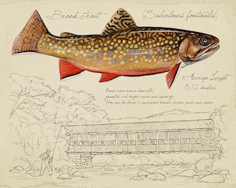 Brook Trout- 9x12 print by Matt Patterson