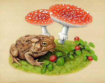 American Toad - 8x10 inch print by Matt Patterson, toad print, natural history decor