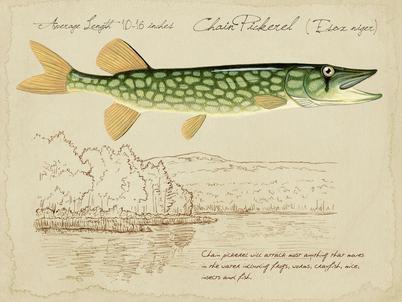 Chain Pickerel 9x12 inch limited edition print by Matt Etsy