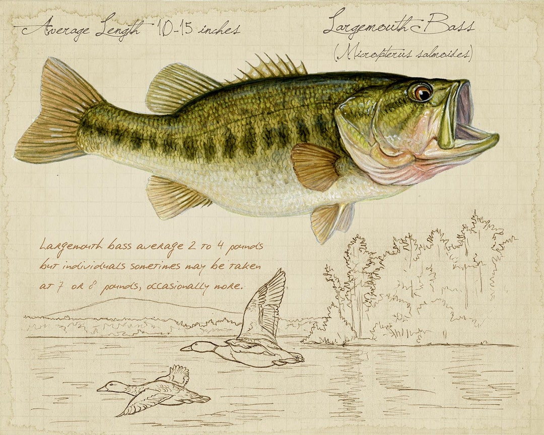 Largemouth Bass 8 X10 Inch Print by Matt Patterson, Fish Print, Cabin  Decor, Fishing Print 