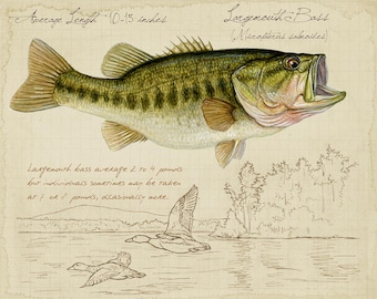 Largemouth Bass -8 x10 inch print by Matt Patterson, fish print, cabin decor, fishing print