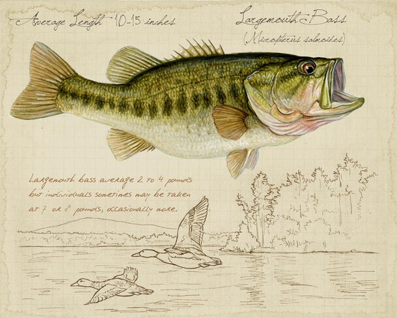 Largemouth Bass -8 x10 inch print by Matt Patterson, fish print, cabin  decor, fishing print