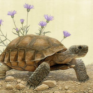 Desert Tortoise - 8 x 10 inch print by Matt Patterson