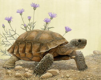 Wüstenschildkröte - 20 x 10 inch Druck von Matt Patterson