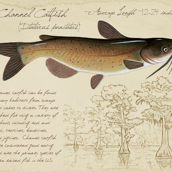 Catfish Print Etsy