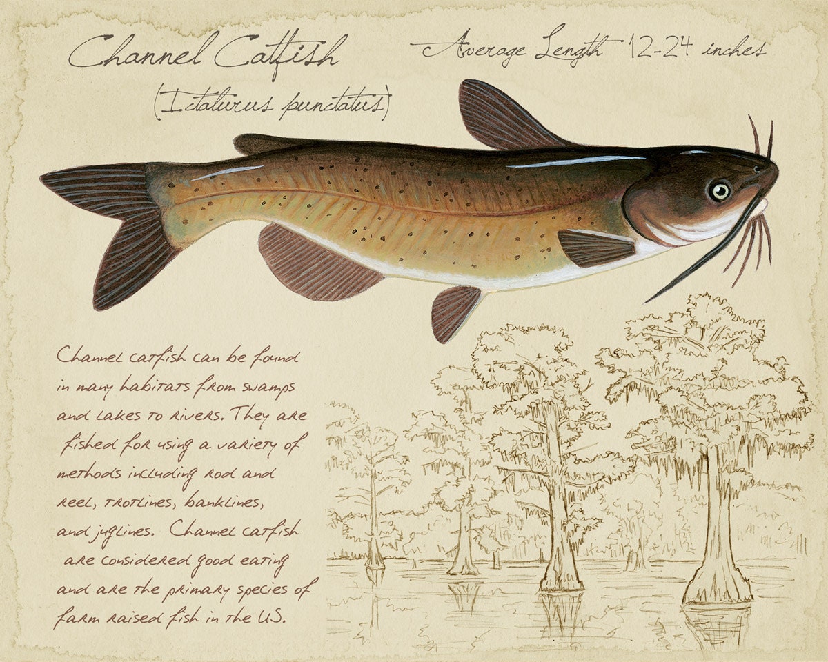 Channel Catfish - 8 x10 inch limited edition print by Matt Patterson, fish  art, cabin decor