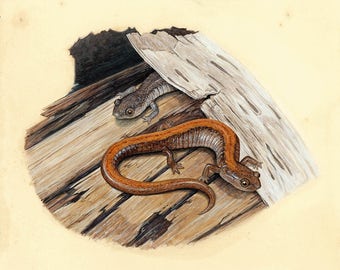 Eastern Red-backed Salamander - 8x10 inch print by Matt Patterson, salamander print