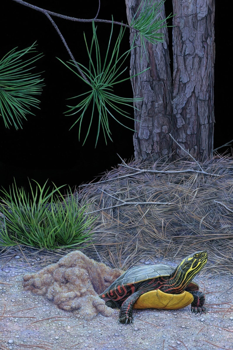 Nesting Painted Turtle 12x18 inch print by Matt Patterson image 1