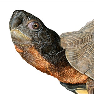 Wood Turtle 5x7 inch print by Matt Patterson image 1