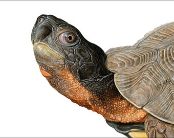 Wood Turtle - 5x7 inch print by Matt Patterson