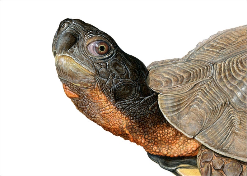 Wood Turtle 5x7 inch print by Matt Patterson image 1