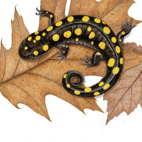 Spotted Salamander- 8 x 10 inch print by Matt Patterson, salamander print