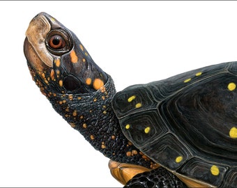 Spotted Turtle - 5x7 inch print by Matt Patterson